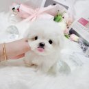 어벤져스켄넬 탑클래스펫 강아지분양 이미지