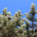 소나무푸드 이미지