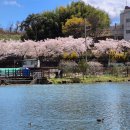 (주)금산환경 | 금산 금호지 벚꽃 실시간 후기, 산책·데이트·강아지까지 완벽한 봄 명소