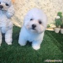 마이티그루밍 이미지
