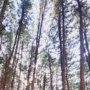 치악산둘레길 8코스 거북바우길 이미지