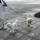 댕로하 애견유치원&애견미용 이미지