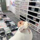개코샵 | 경기도도마뱀분양, 동네사람들 파충류샵 크레스티드 개코 후기 🤍