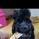 앙꼬맘마 이미지