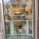 멍털스케치 이미지