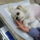 정원 양한방동물병원 이미지