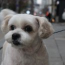 강아지 마법사 골드맘 이미지