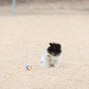 해리애견 이미지