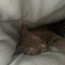 펫츠올 동물의료원 이미지