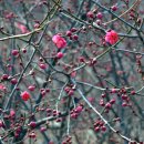 THE SPRING 이미지