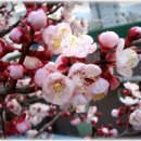 살구꽃공원 이미지