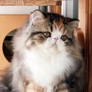 CatFlower