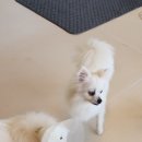 (주)제이디즈원 | 견생역전 브라운 입양카페 재방문 후기