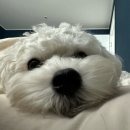 올프