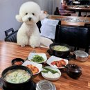 광안리 애견동반식당 이가네수제왕만두밀면 부산 돼지국밥 후기