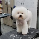 제이애견샵 이미지