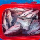 약산면-1 이미지