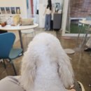 댕겨올개 이미지