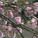 경상감영공원 | 대구 겹벚꽃 명소 경상감영공원 꽃구경 동성로 가볼 만한 곳
