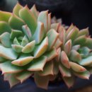 오늘, 정원 이미지