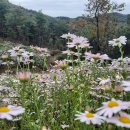 공주 구룡사 (구절초축제) 이미지