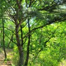 원주굽이길 4코스 꽃양귀비길 이미지