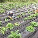 절굿대떡옥