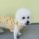 딩동댕치원 이미지