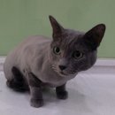 도그 애견미용실 이미지