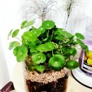 수경이네 세탁소 이미지