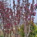 천국나무농원 이미지