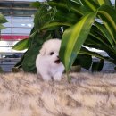 아이러브독 강아지분양 부천점 이미지