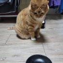 분홍고양이 | 이나바코리아 고양이 간식 체험 후기 😻