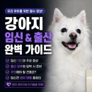 보스턴잉글리쉬 | 강아지 임신 기간과 증상, 개의 출산 징후와 임박 시 준비해야 할 것은? 주의해야 할 견종과 관리 방법