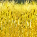 보리 이미지