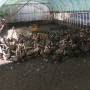 금단목장 이미지