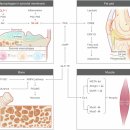 Re: Glucagon-like peptide-1 receptor: mechanisms and advances 2024 nature!! 이미지