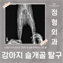 유동물의료센터 | 강아지 절뚝거림 영종도 24시 동물병원 '24시 이은동물의료센터' 슬개골 탈구 수술 후기