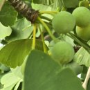 은행청 은행효소 무허가로 제조 판매복용 시 주의하세요 이미지