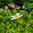 바람꽃뜰 이미지