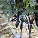 가지와나니 이미지