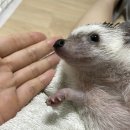 서동 동물메디컬센터 | 부산 금정구 특수동물 고슴도치 발톱 부러짐 진료 서동 동물메디컬센터 방문 후기 :)