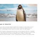 Gentoo penguin in Antarctica - 남극의 젠투 펭귄 이미지