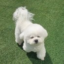 새보람유치원 | 수원 애견유치원 프라독🐶 아홉번째후기