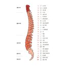 어깨 아픈 이유가 '척추' 때문이라고? 이미지