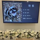 리틀포즈 반려동물 장례식장 | [사랑하는 자두야 잘가♥]대구/포항/군위 리틀포즈 반려동물 장례식장(내돈내산)