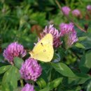 나비의꿈 이미지