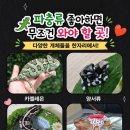 렙타일마켓