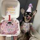 땅콩 애견유치원 | 포천 애견유치원 포춘테일! 송우리 근처 애견 유치원, 호텔 후기 강추!
