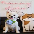 트리밍스튜디오제제 이미지